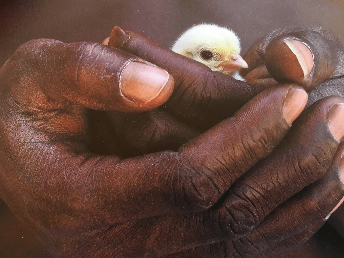Cupped hands gently holding a small duckling