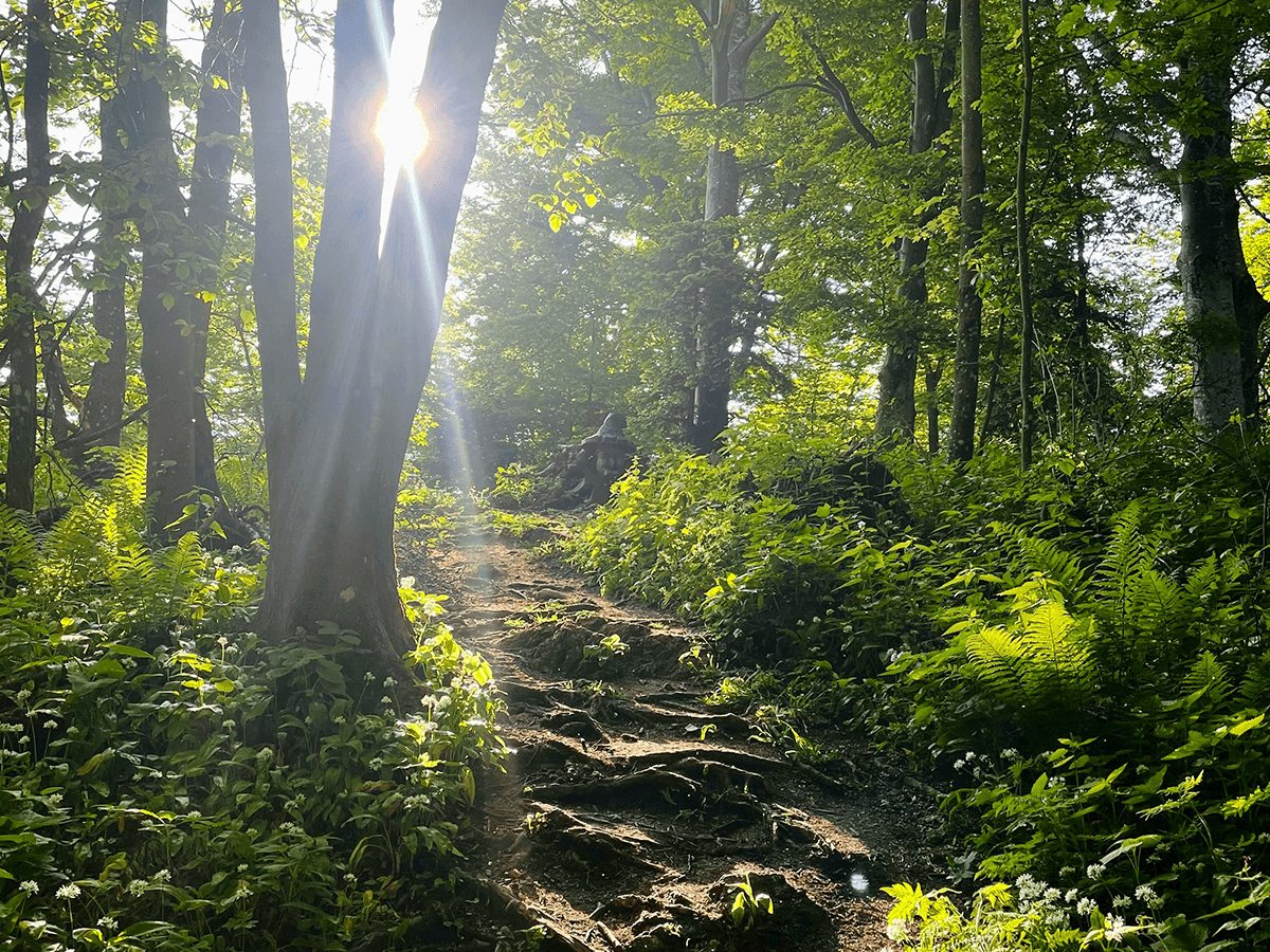 Trees