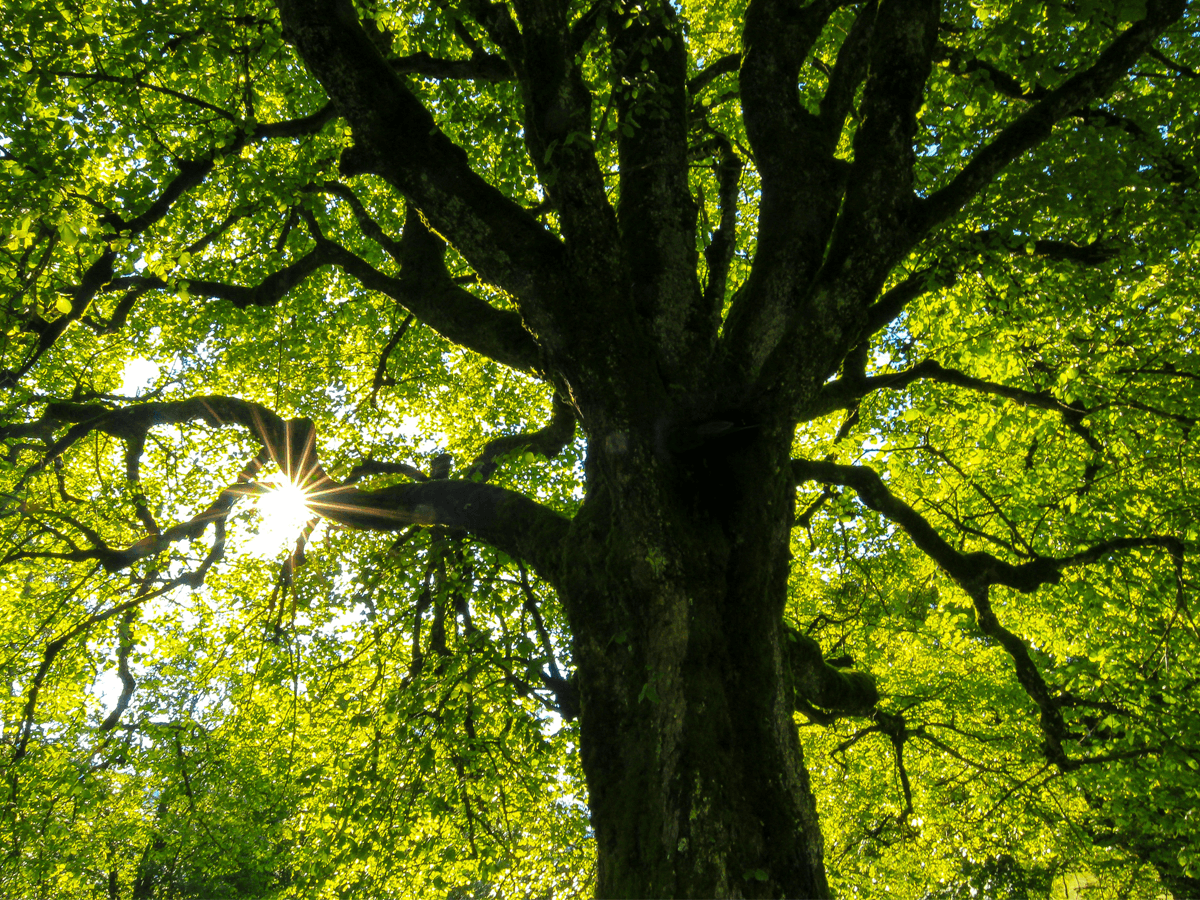 Sunlight through the branches of a tree